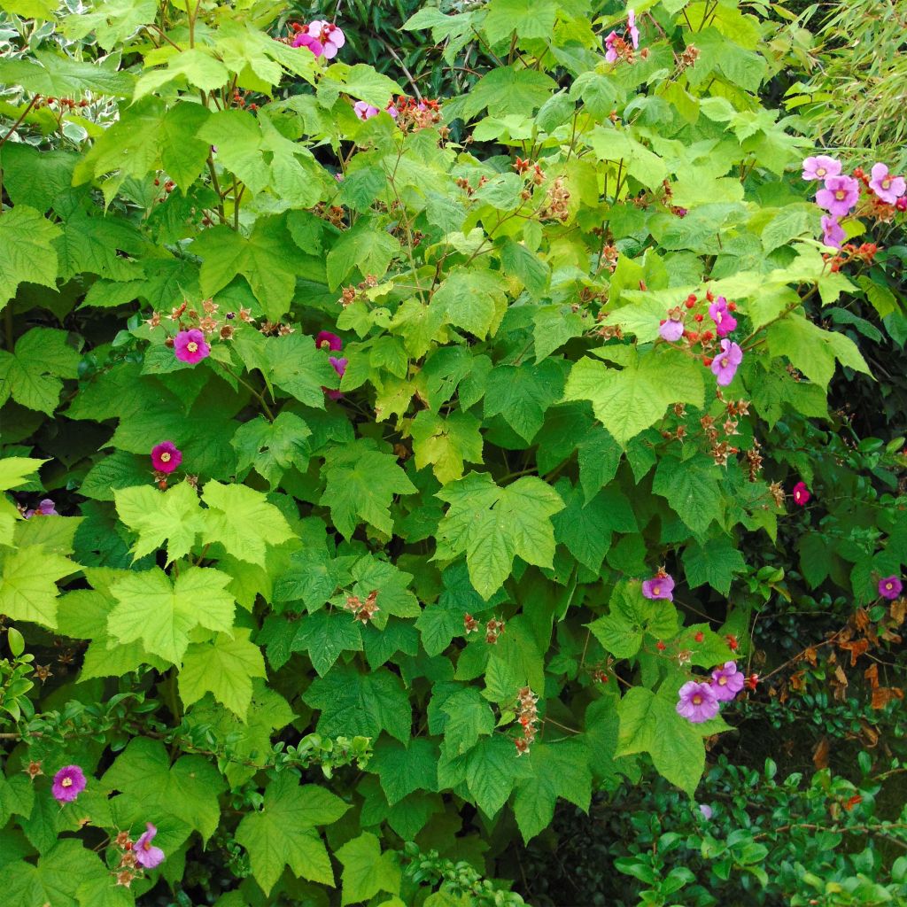 Rubus odoratus - Rovo odoroso