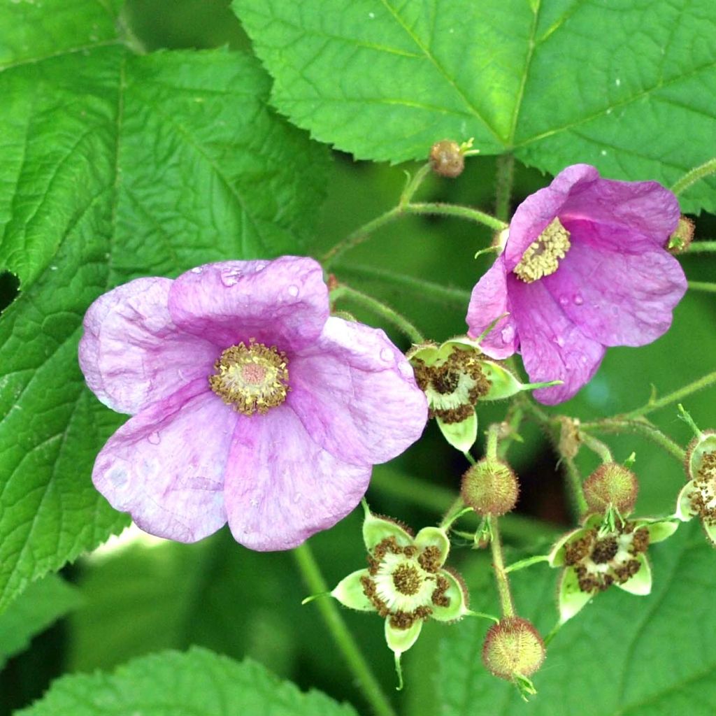 Rubus odoratus - Rovo odoroso