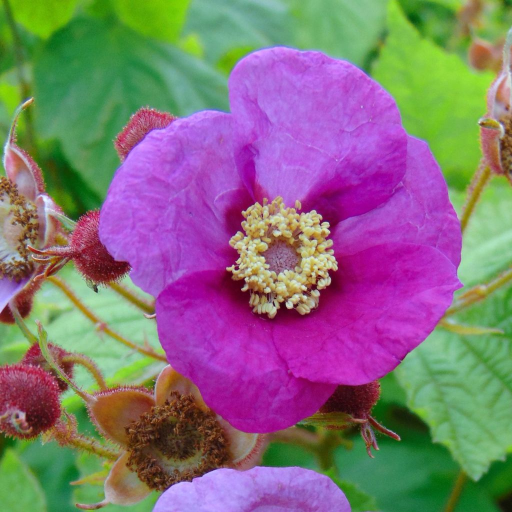 Rubus odoratus - Rovo odoroso