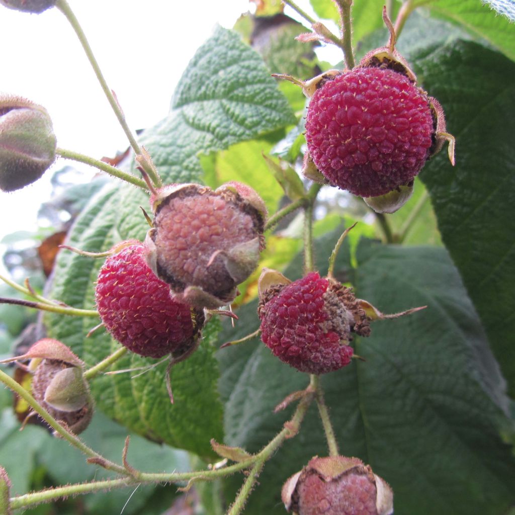 Rubus odoratus - Rovo odoroso