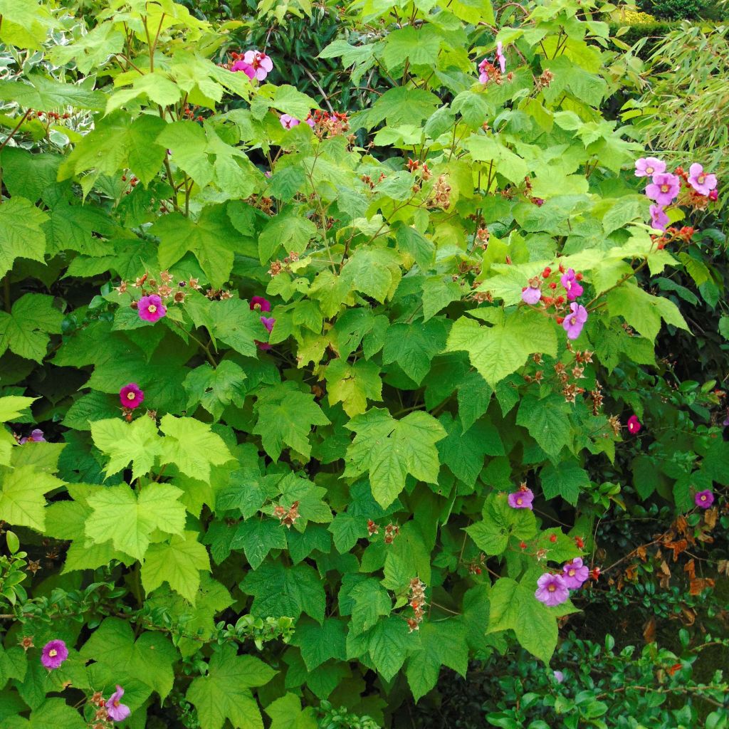 Rubus odoratus - Rovo odoroso