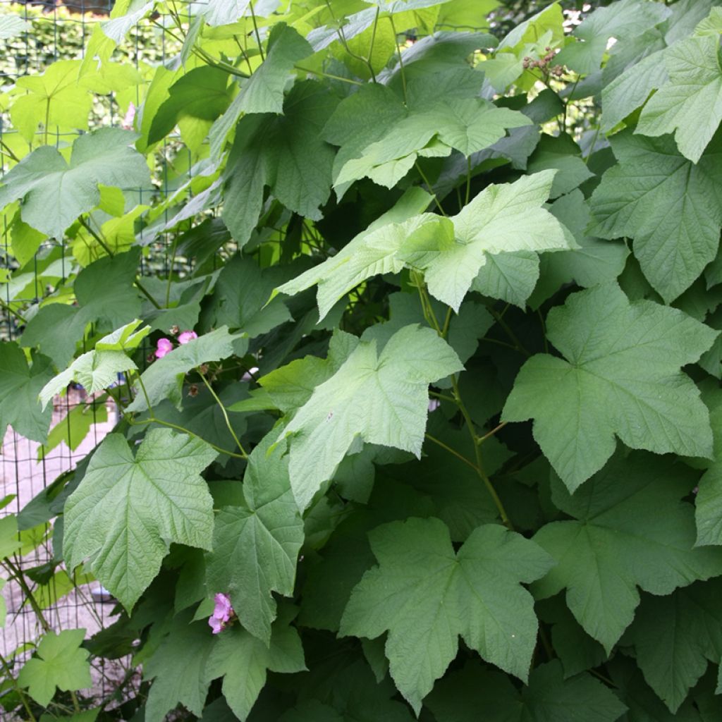 Rubus odoratus - Rovo odoroso