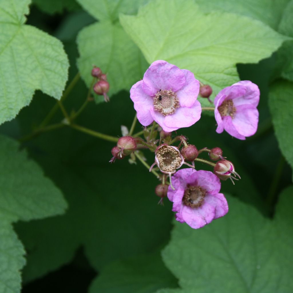 Rubus odoratus - Rovo odoroso