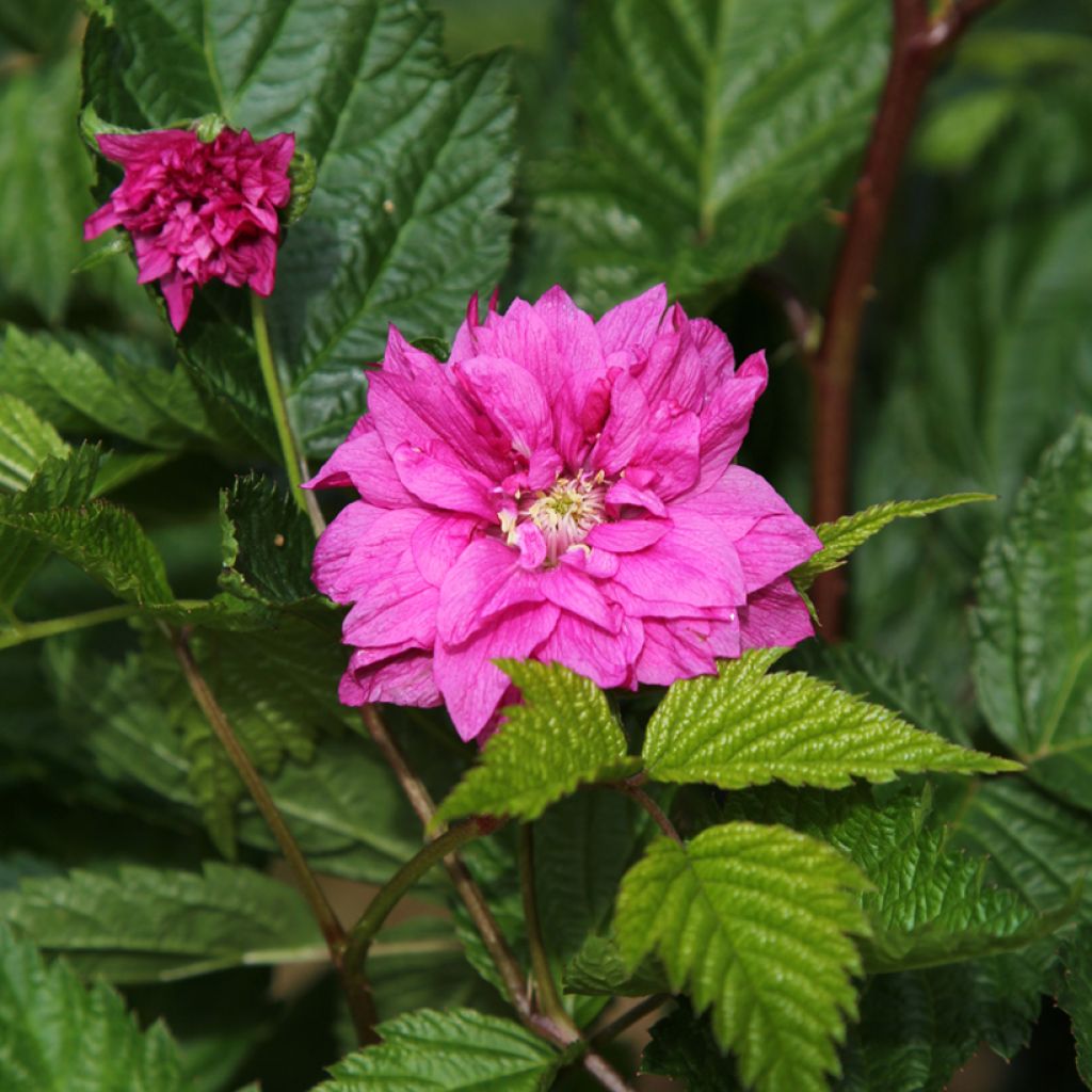 Rubus spectabilis Olympic Double - Rovo ornamentale