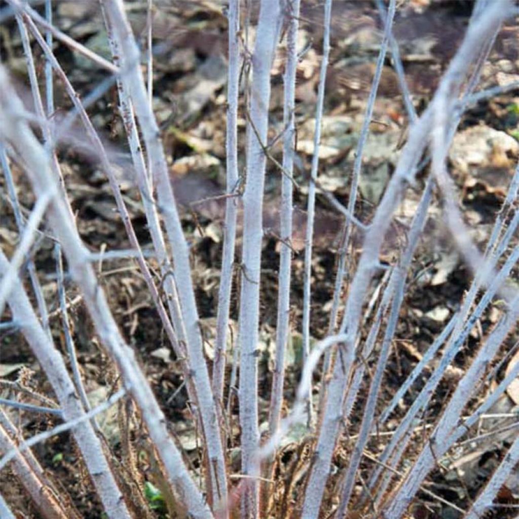 Rubus thibetanus Silver Fern - Rovo ornamentale