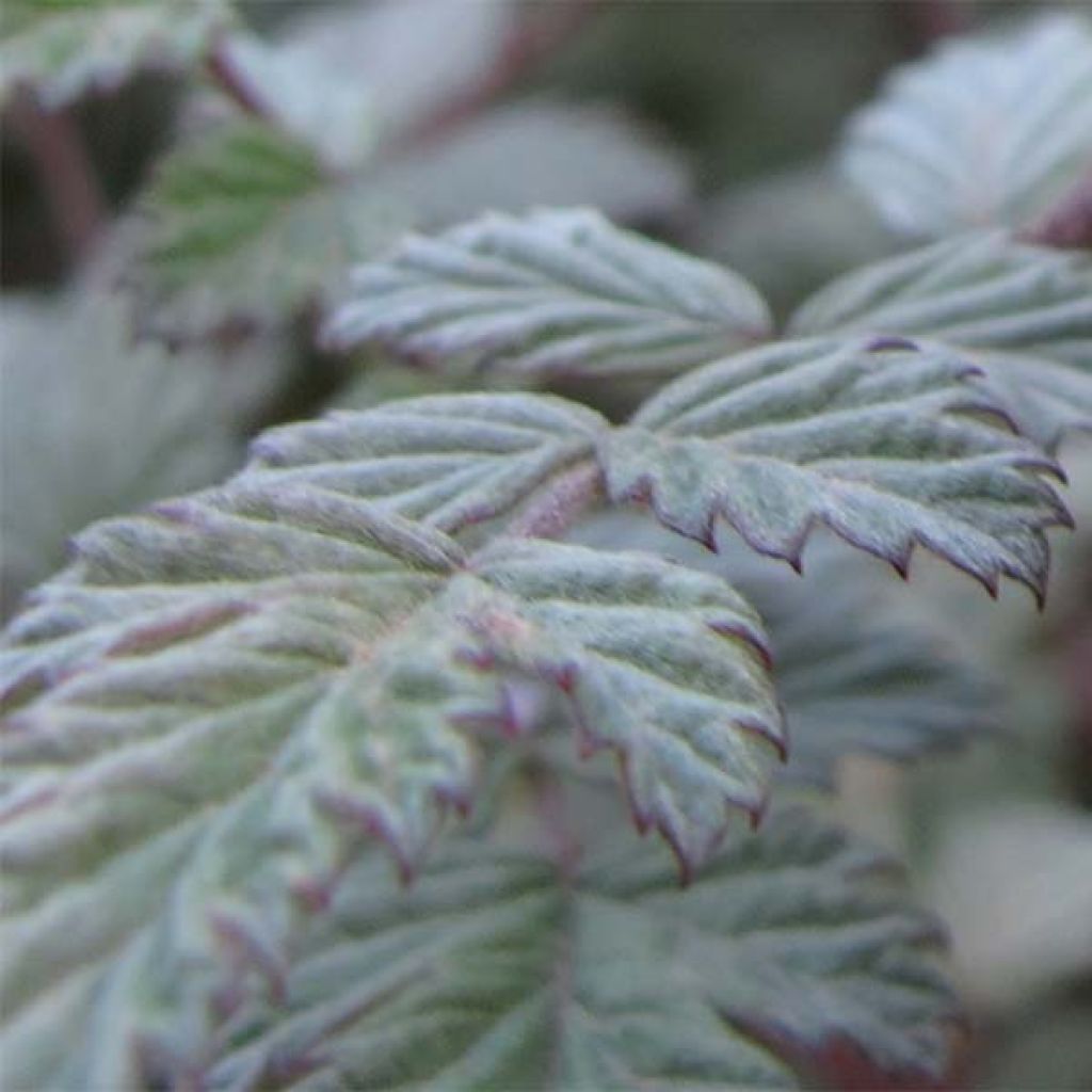 Rubus thibetanus Silver Fern - Rovo ornamentale