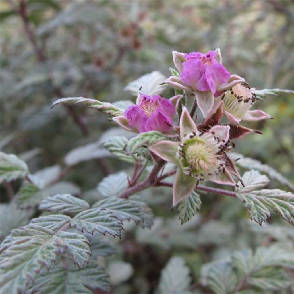 Rubus thibetanus Silver Fern - Rovo ornamentale