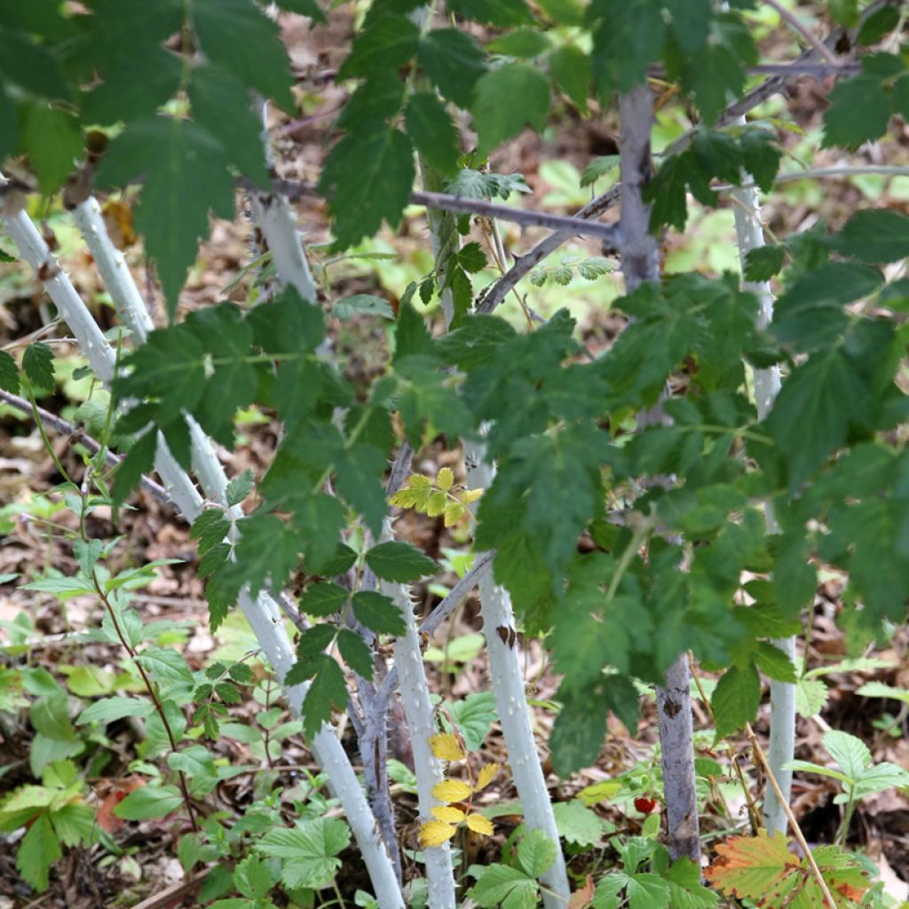 Rubus thibetanus Silver Fern - Rovo ornamentale