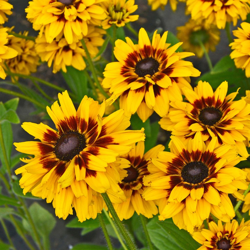 Rudbeckia Giggling SmileyZ - Echinacée hybride