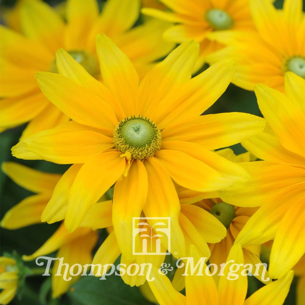 Rudbeckia hirta Prairie Sun (semi)