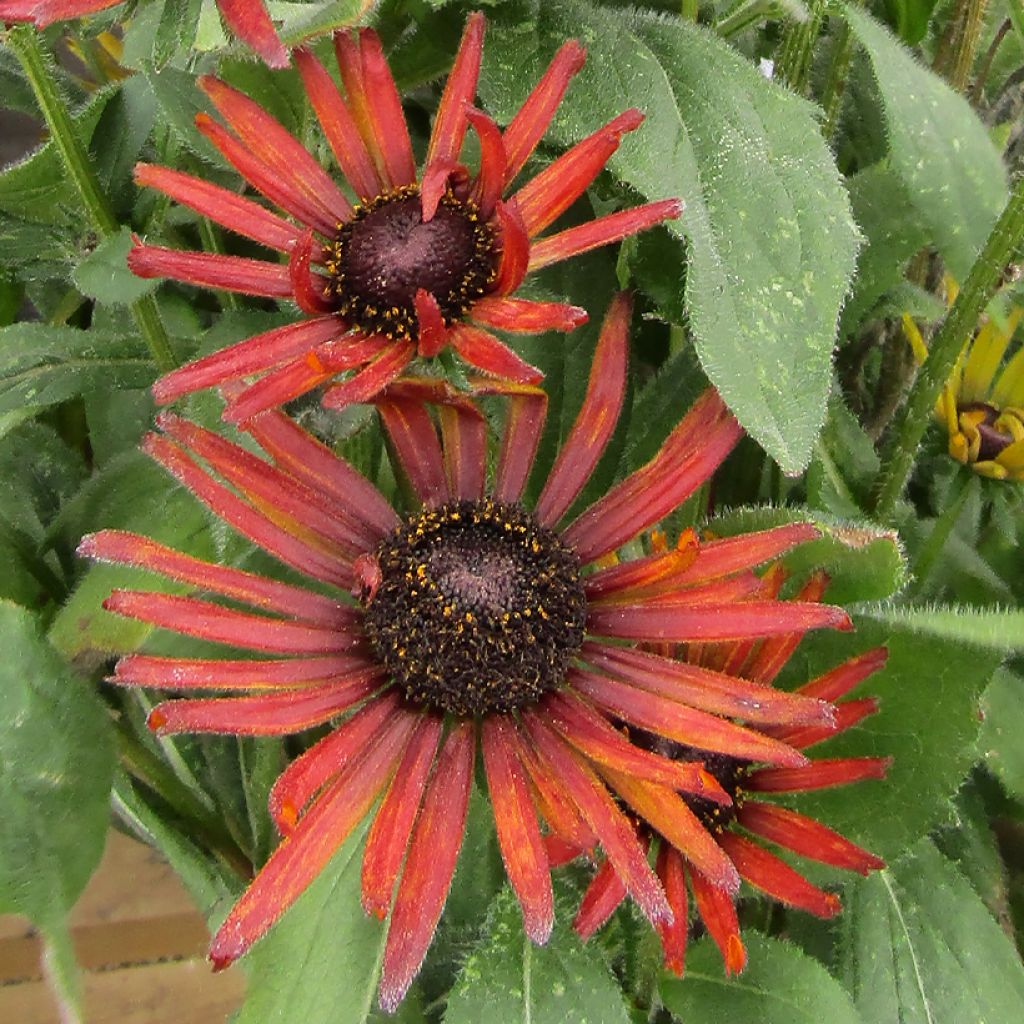 Rudbeckia Summerina Electra Shock