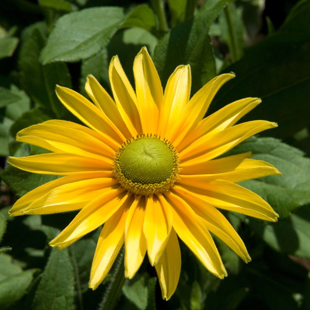 Rudbeckia hirta Prairie Sun