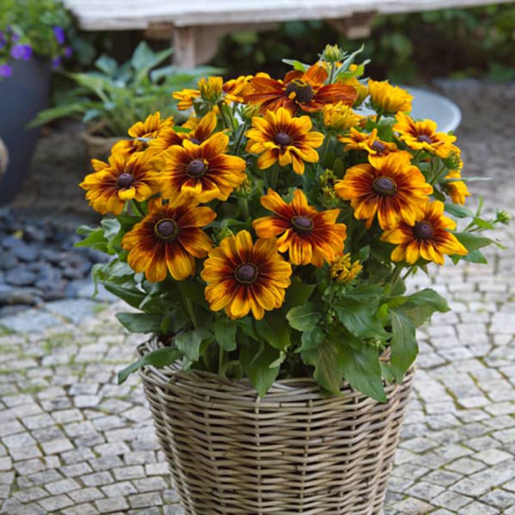 Rudbeckia annuel Sunbeckia Luna