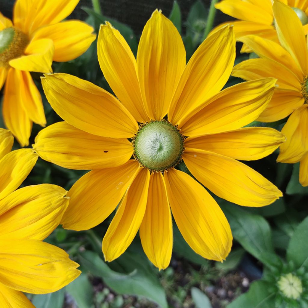 Rudbeckia hirta Sunbeckia Ophelia