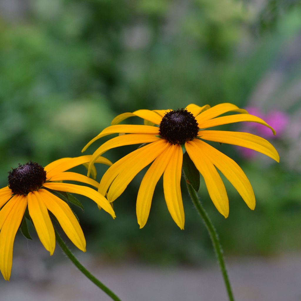 Rudbeckia fulgida Forever Gold