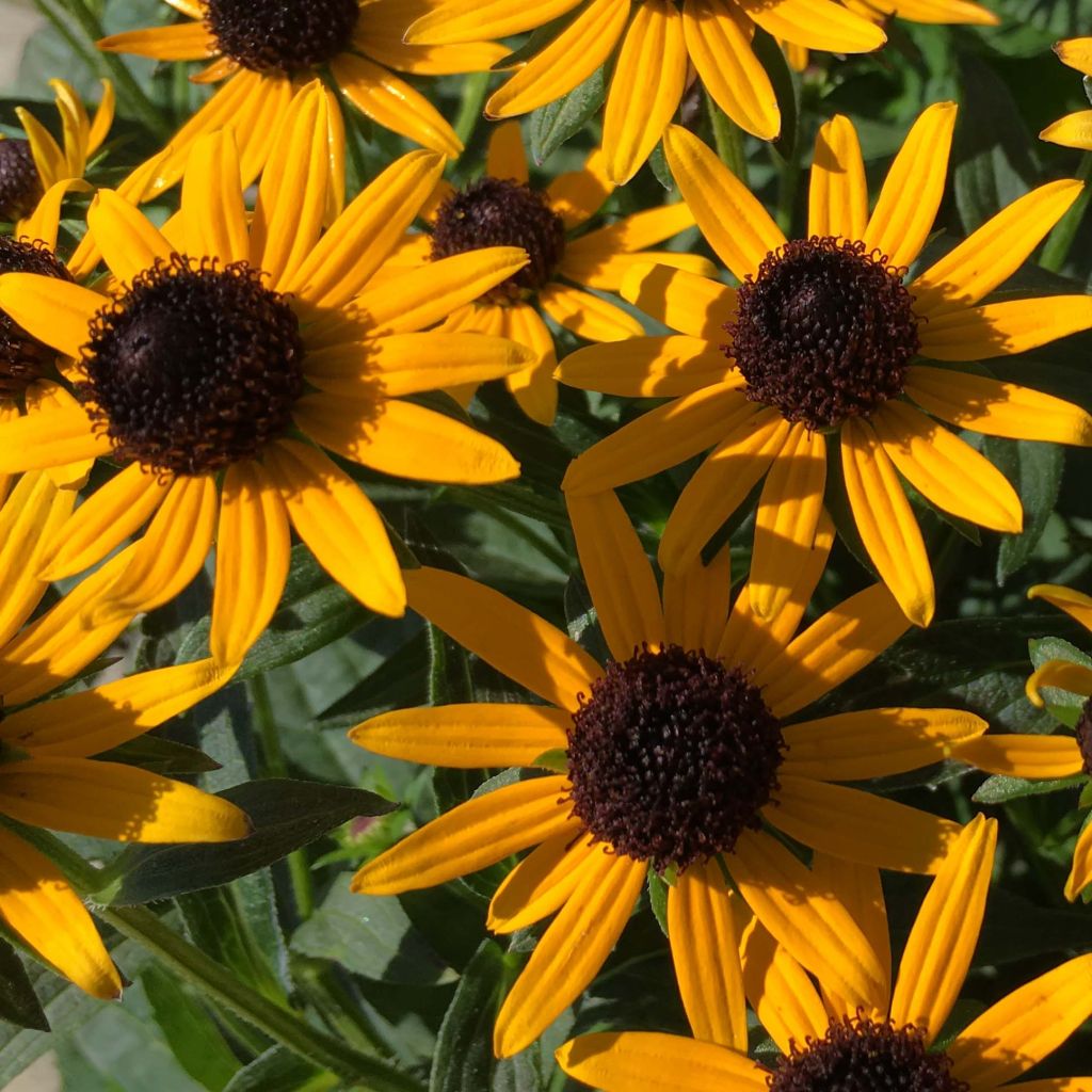 Rudbeckia fulgida Little Goldstar