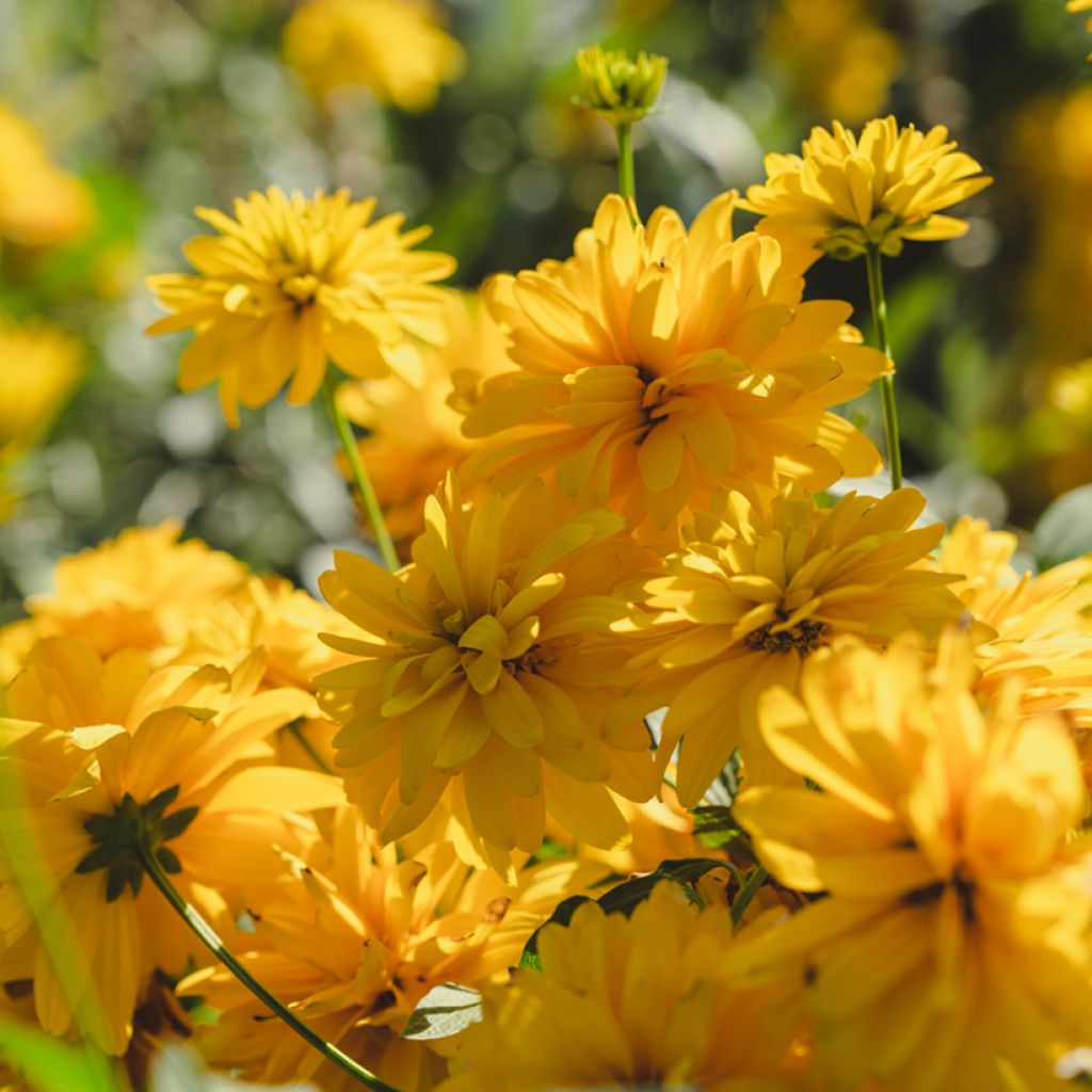 Rudbeckia laciniata Goldquelle