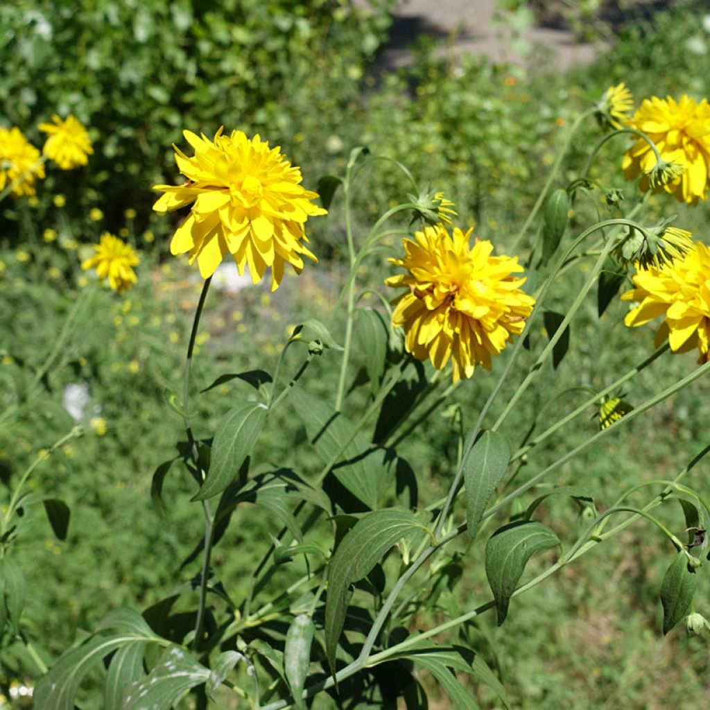 Rudbeckia laciniata Goldquelle