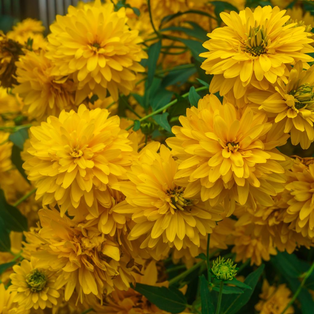 Rudbeckia laciniata Goldquelle