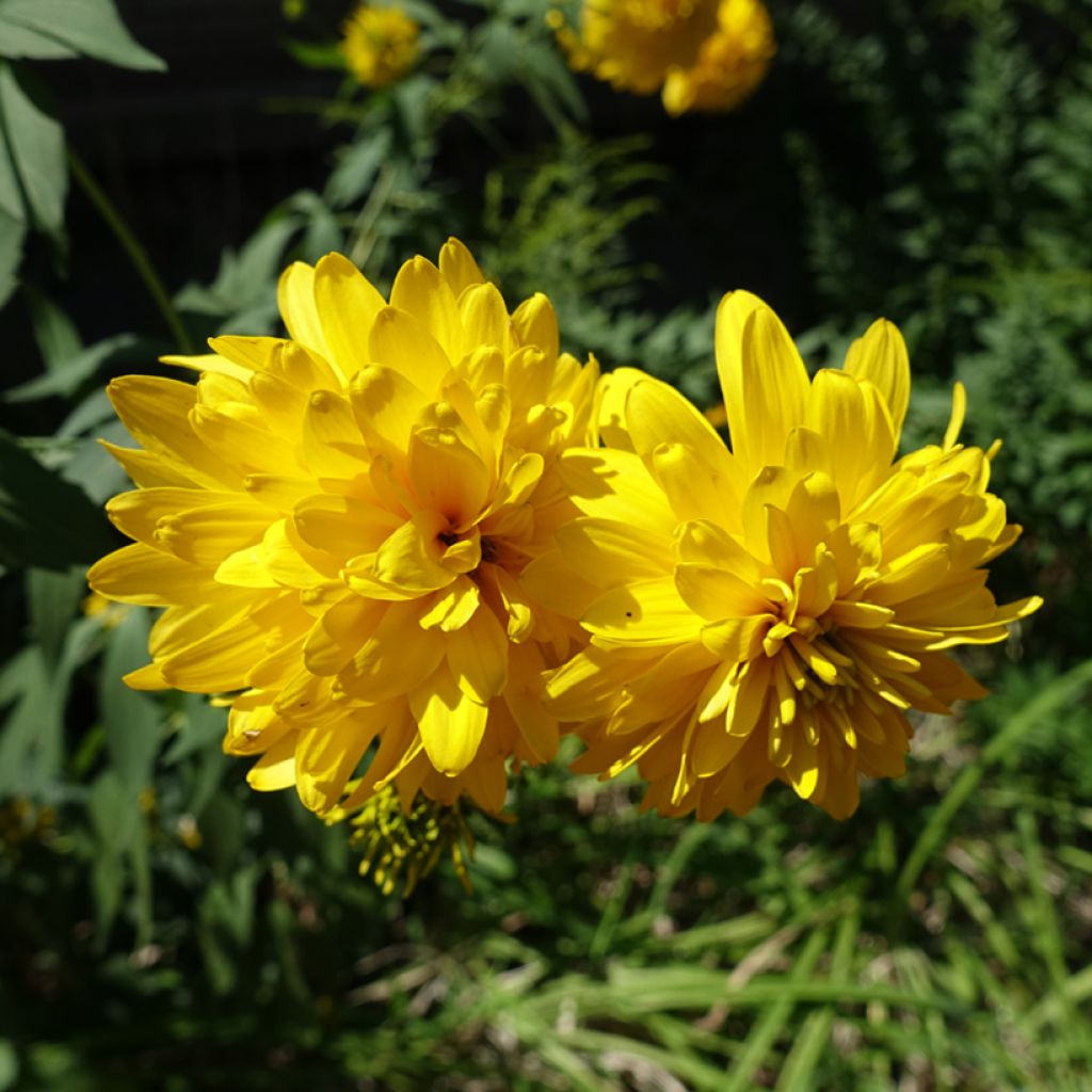 Rudbeckia laciniata Goldquelle