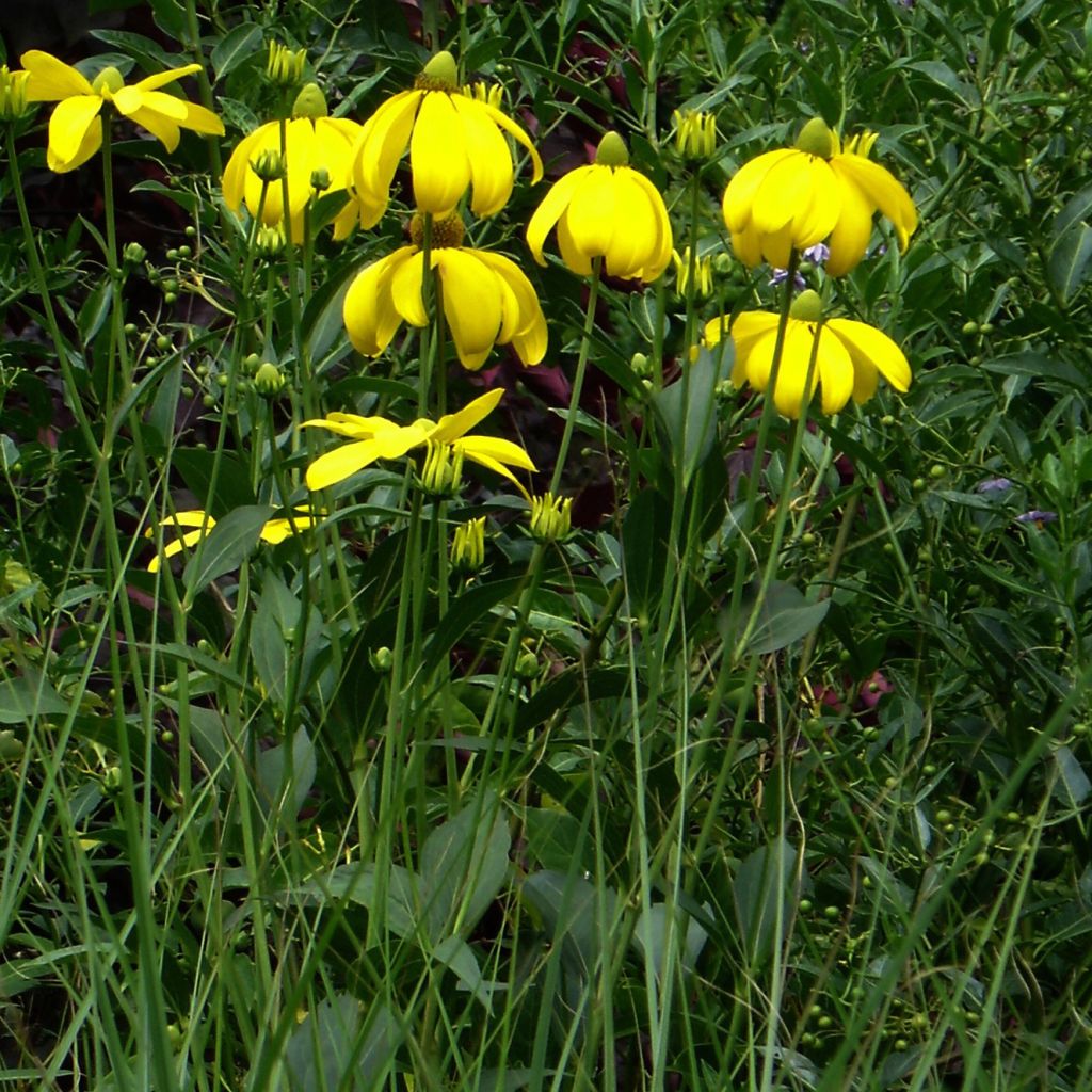 Rudbeckia nitida Herbstsonne