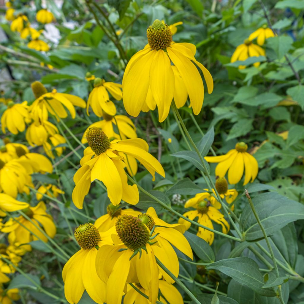 Rudbeckia nitida Herbstsonne