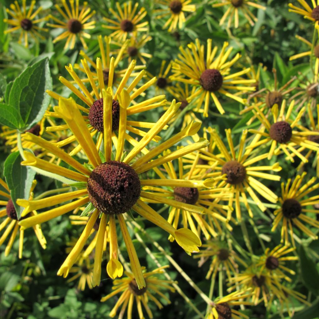 Rudbeckia subtomentosa Henry Eilers