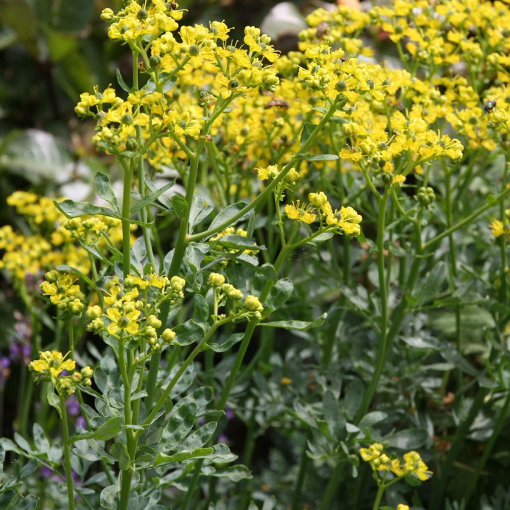 Ruta graveolens Jackman's blue - Ruta comune