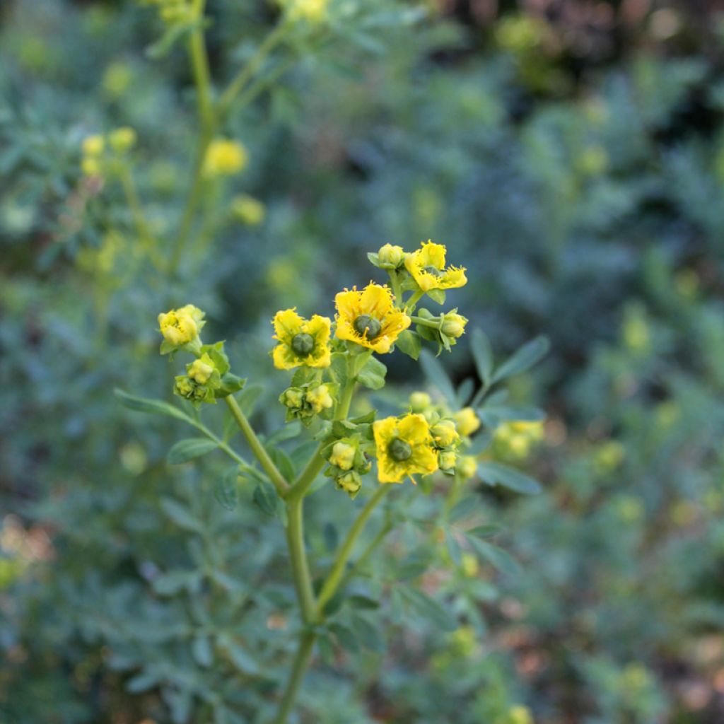 Ruta graveolens - Ruta comune