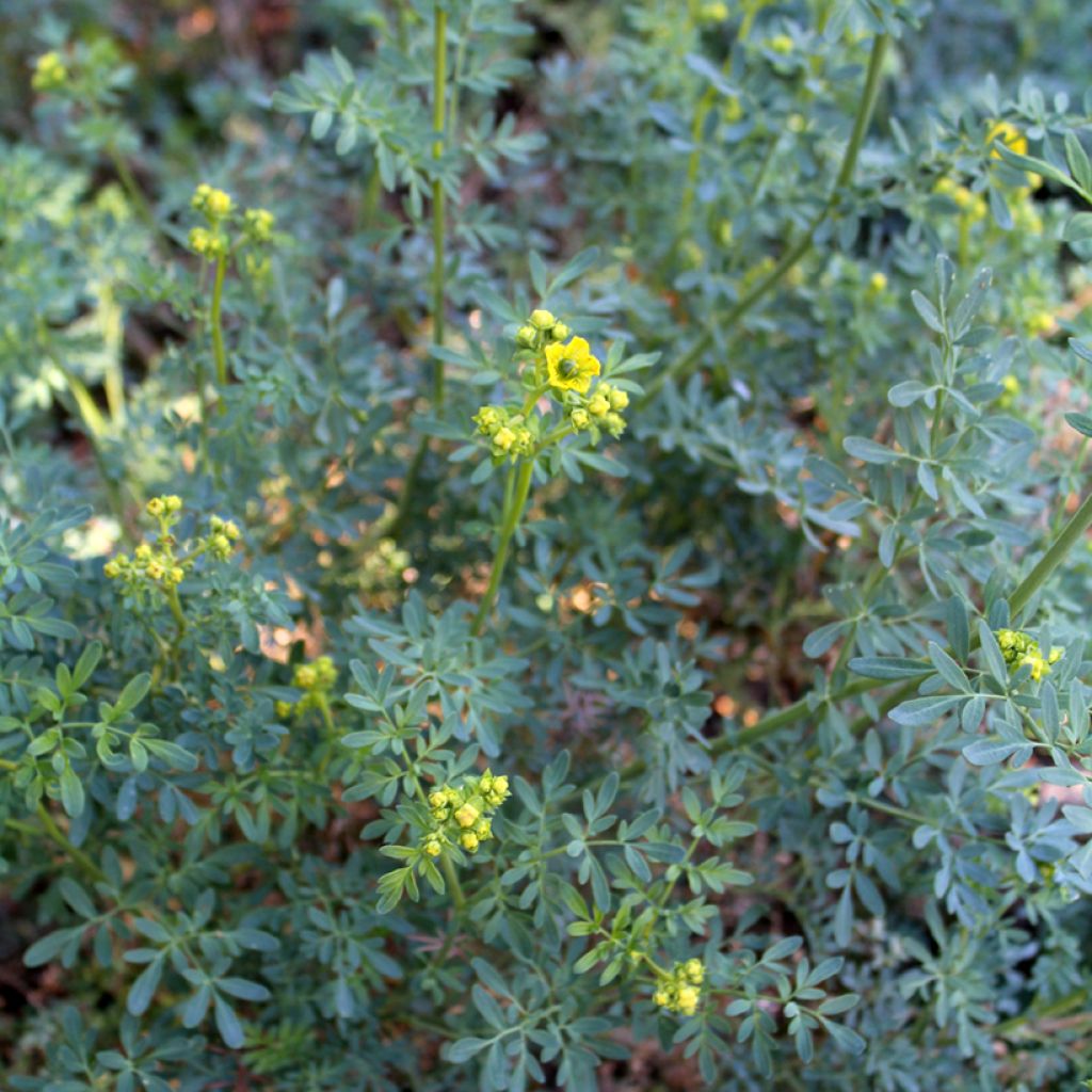 Ruta graveolens - Ruta comune