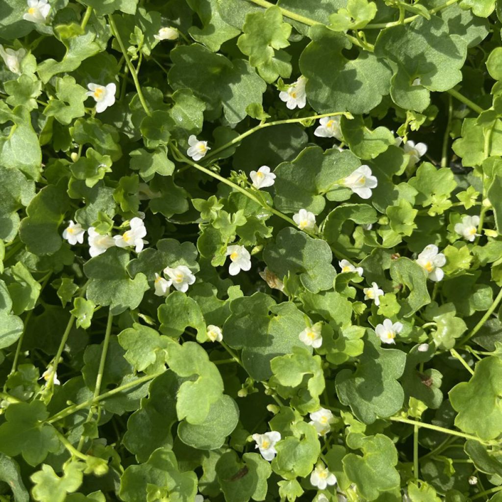 Ruine de Rome blanche - Cymbalaria muralis Alba