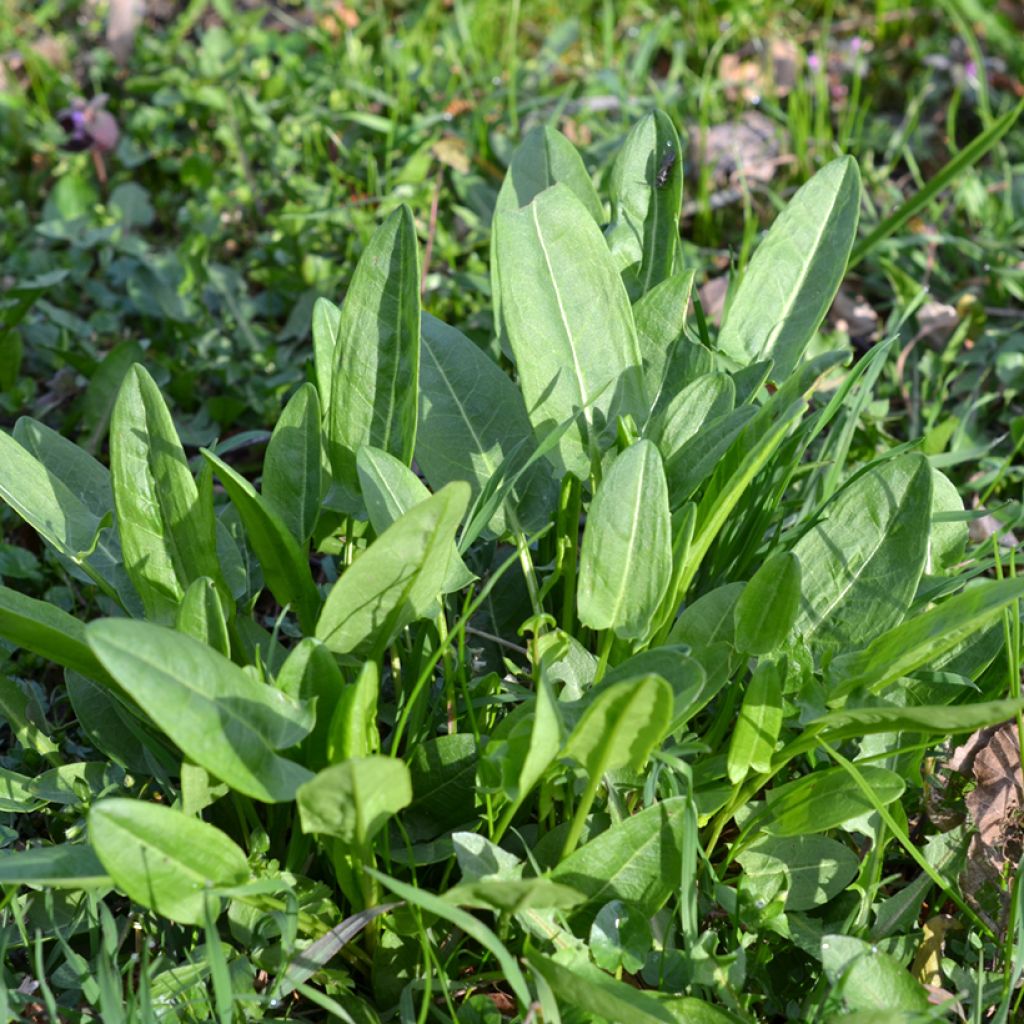 Acetosa selvatica