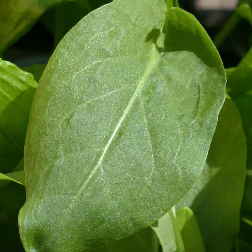 Oseille douce - Rumex scutatus en plants