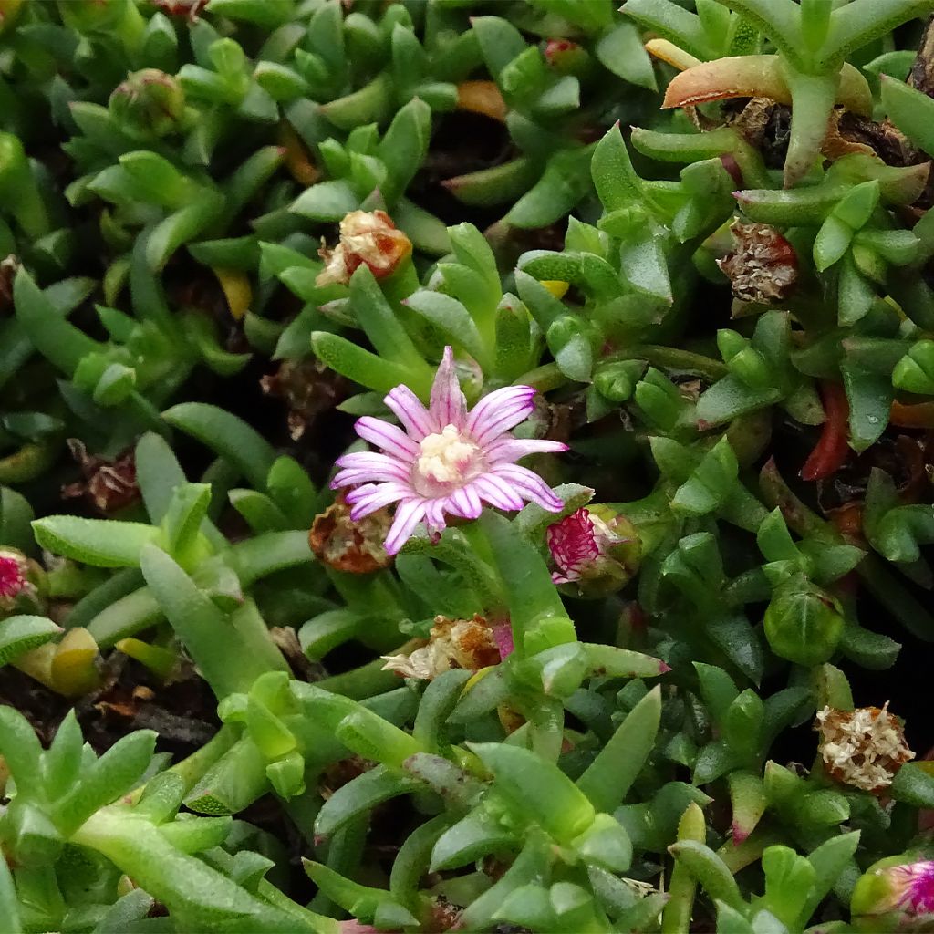 Ruschia prostrata - Antimima prostrée