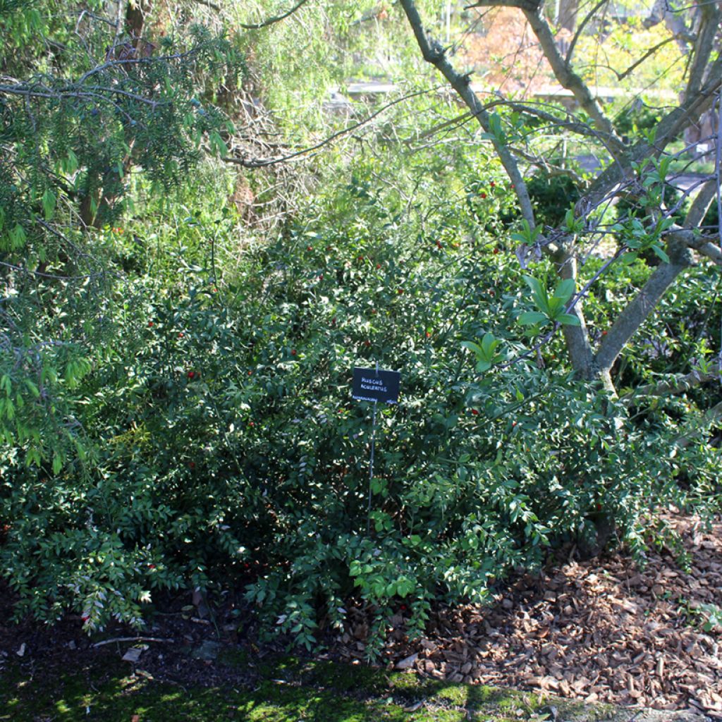 Ruscus aculeatus - Ruscolo pungitopo