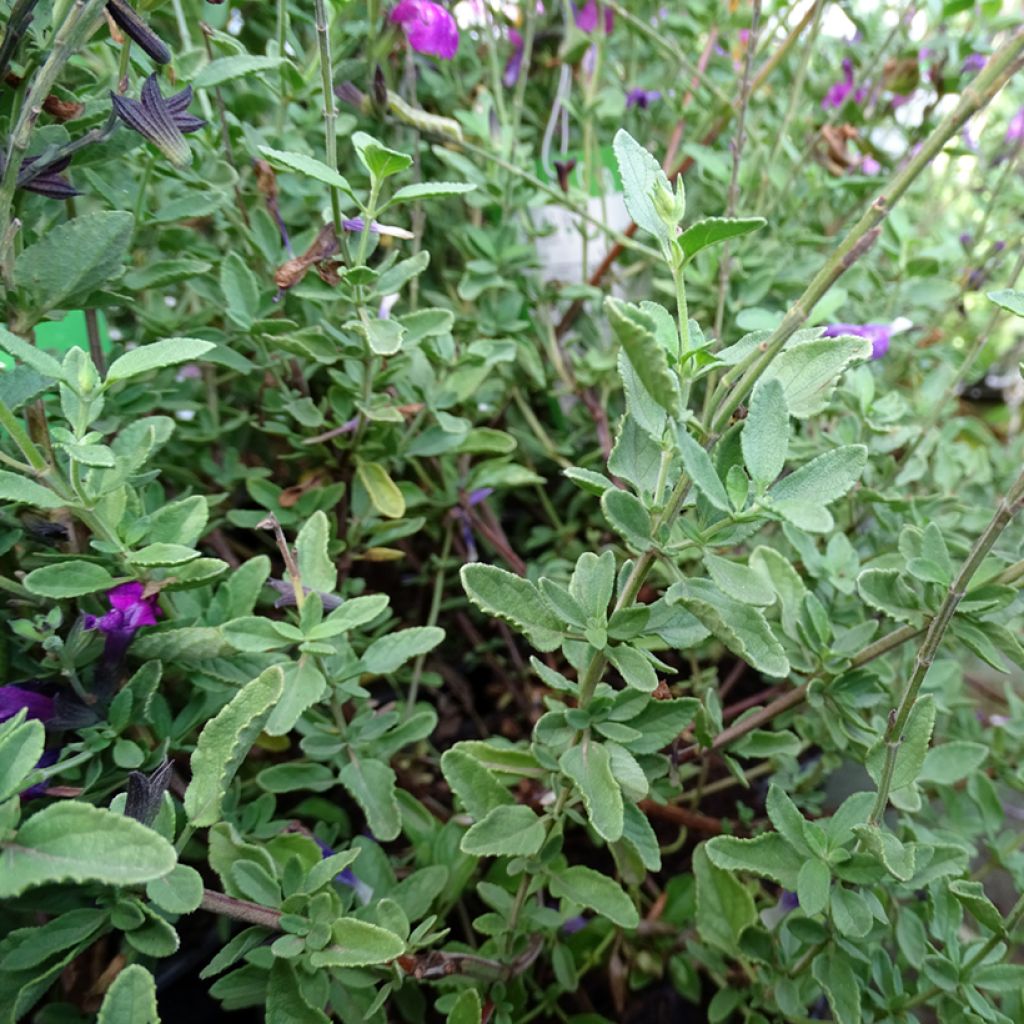 Salvia greggii ARCTIC BLAZE Purple