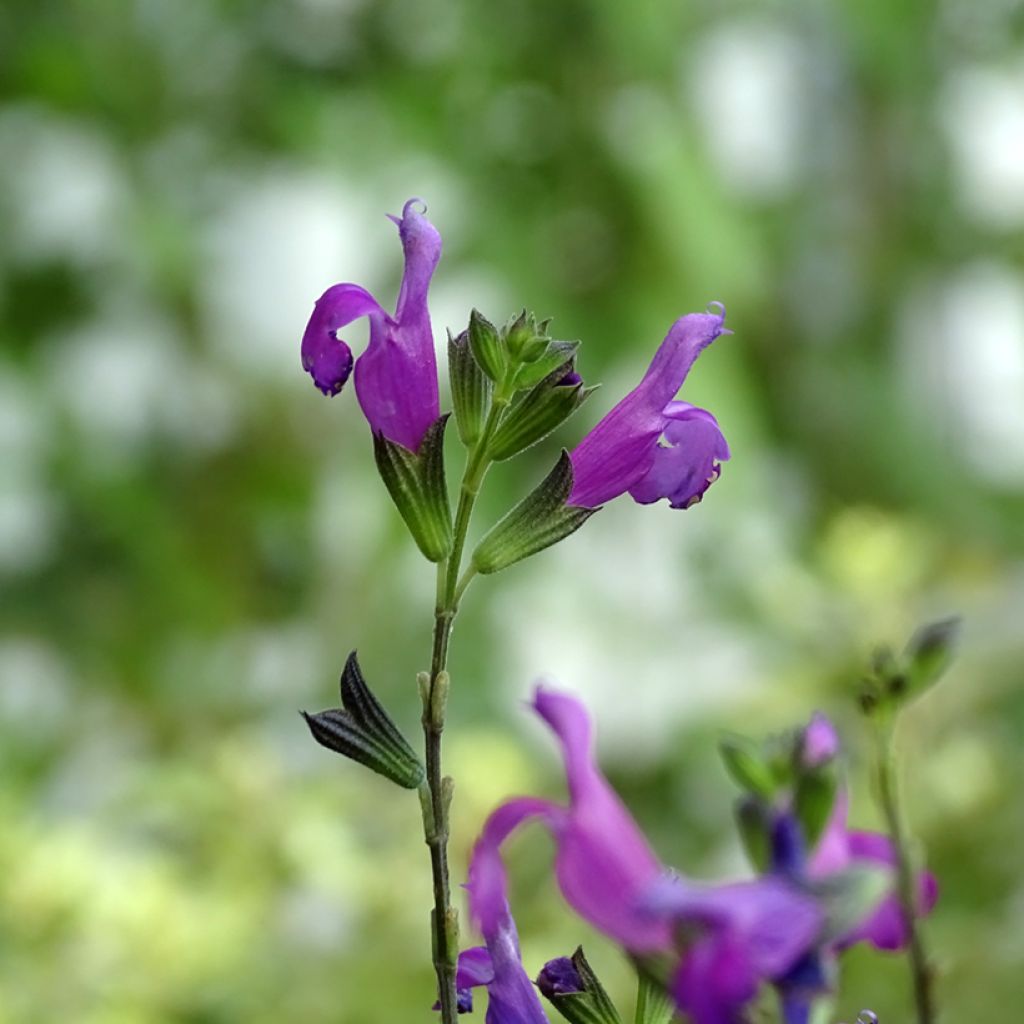 Salvia greggii ARCTIC BLAZE Purple