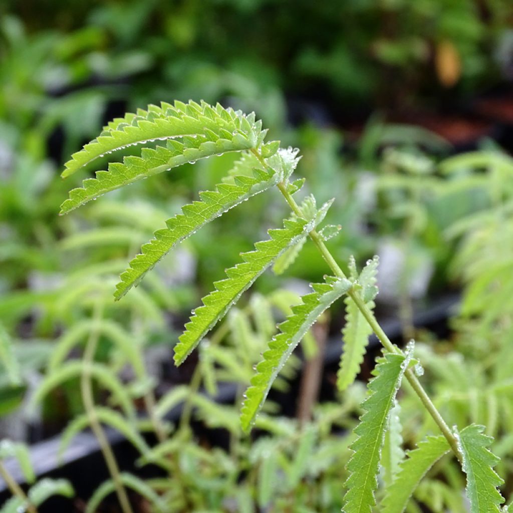 Sanguisorba tenuifolia Alba