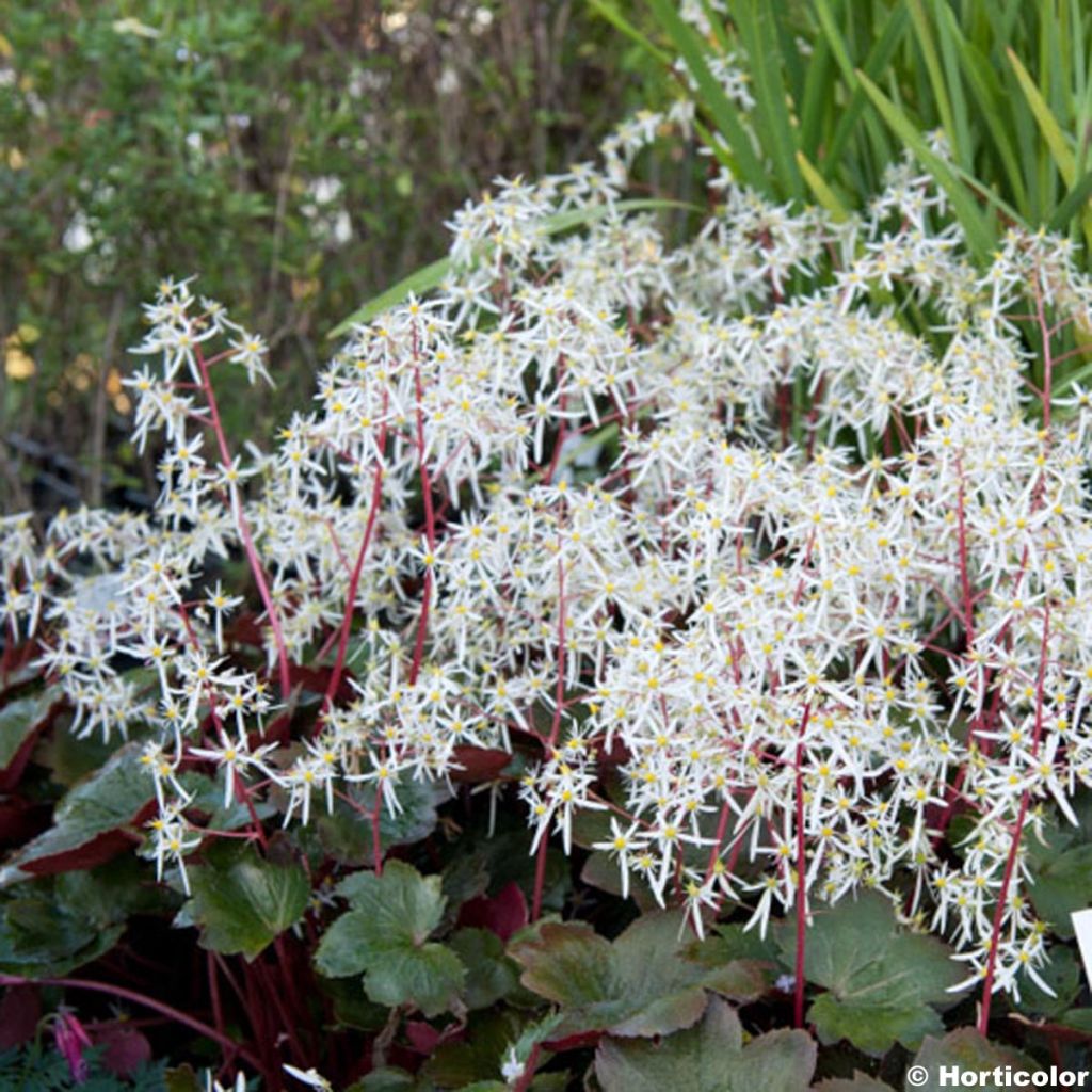 Saxifrage, Saxifraga fortunei Rubrifolia