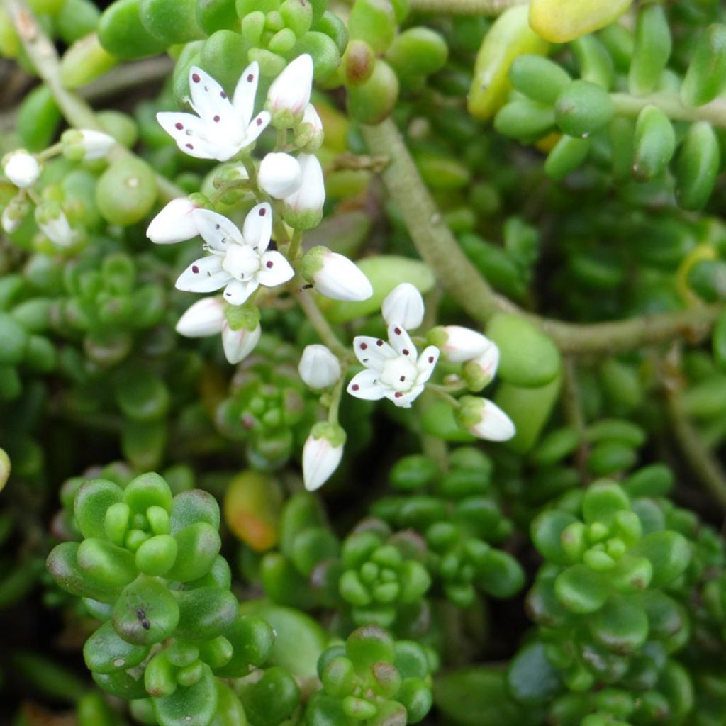 Sedum divergens