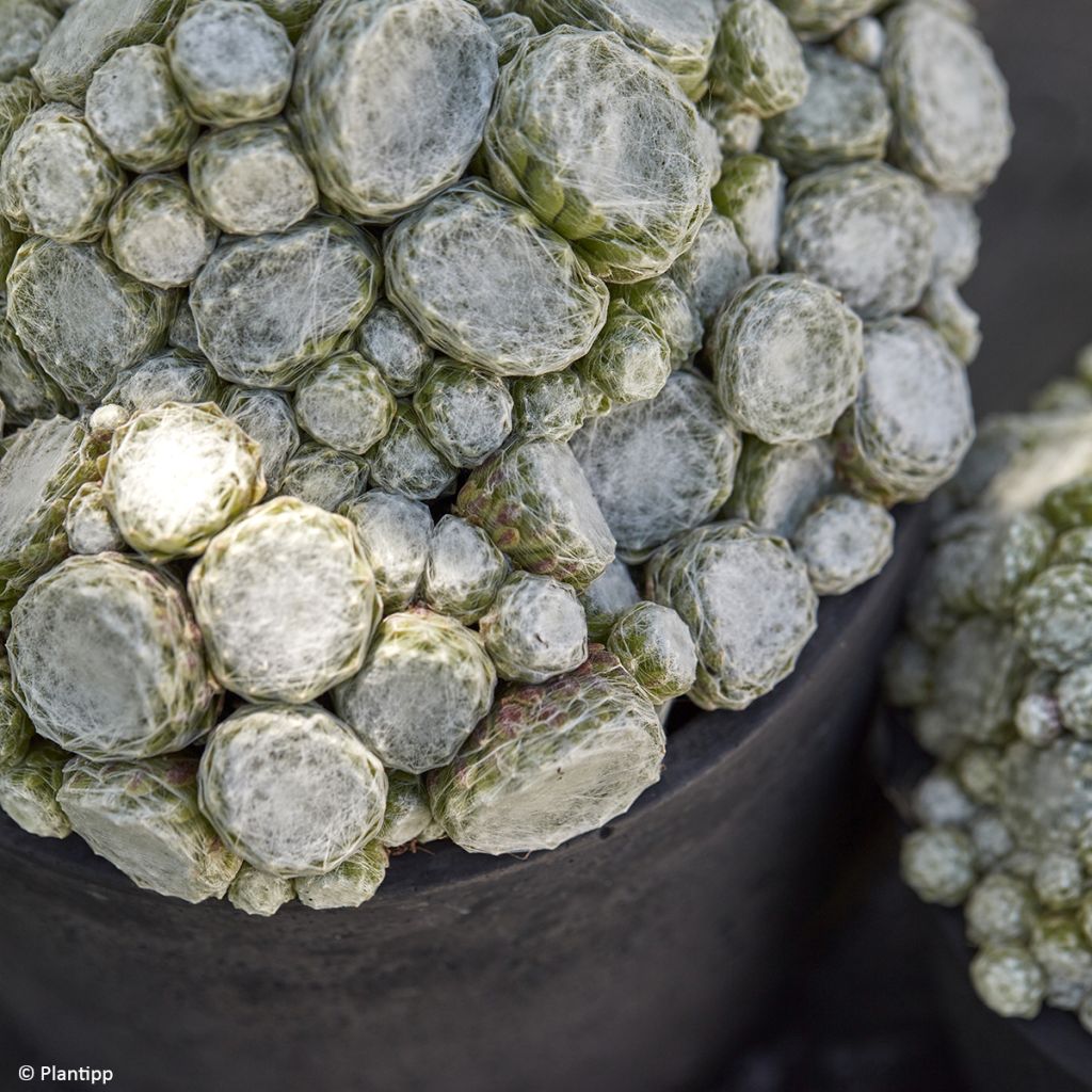 Sempervivum arachnoideum Colorockz Arctic White - Semprevivo ragnateloso