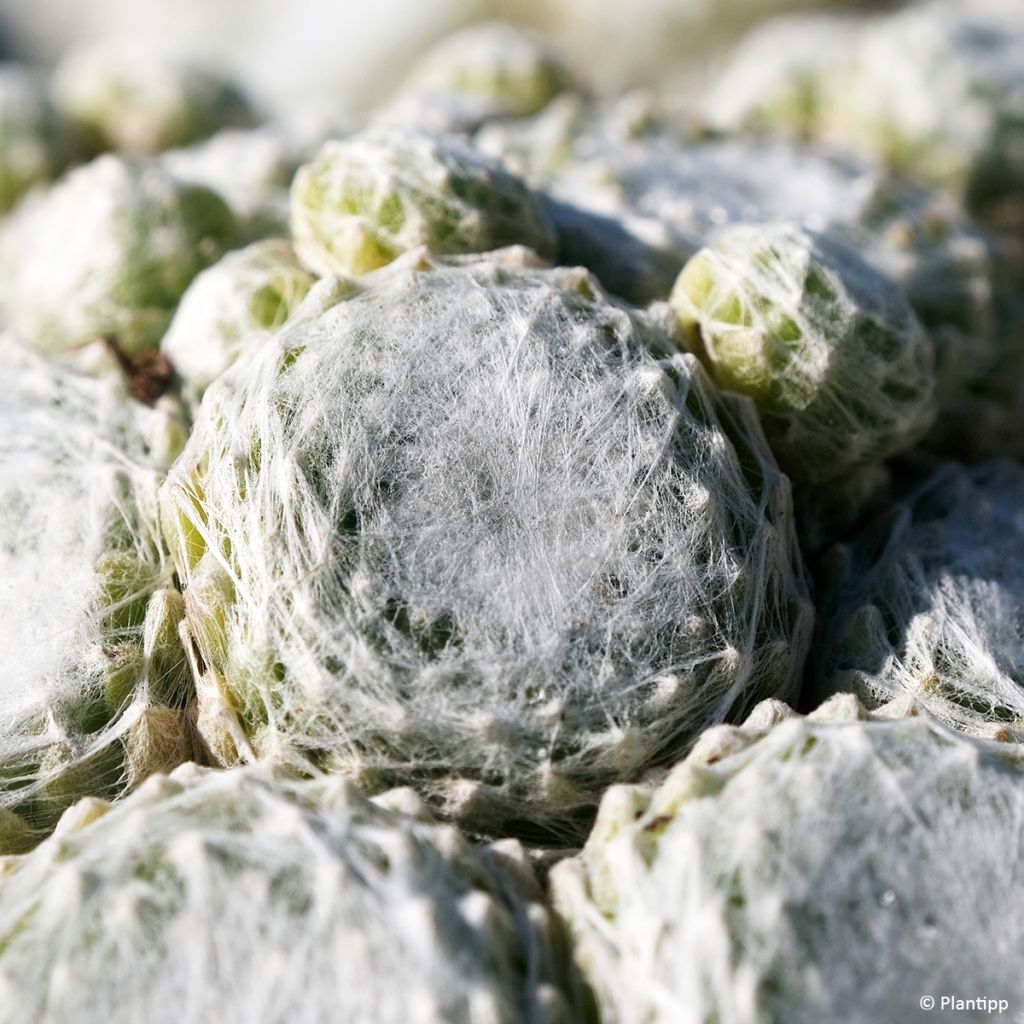 Sempervivum arachnoideum Colorockz Arctic White - Semprevivo ragnateloso