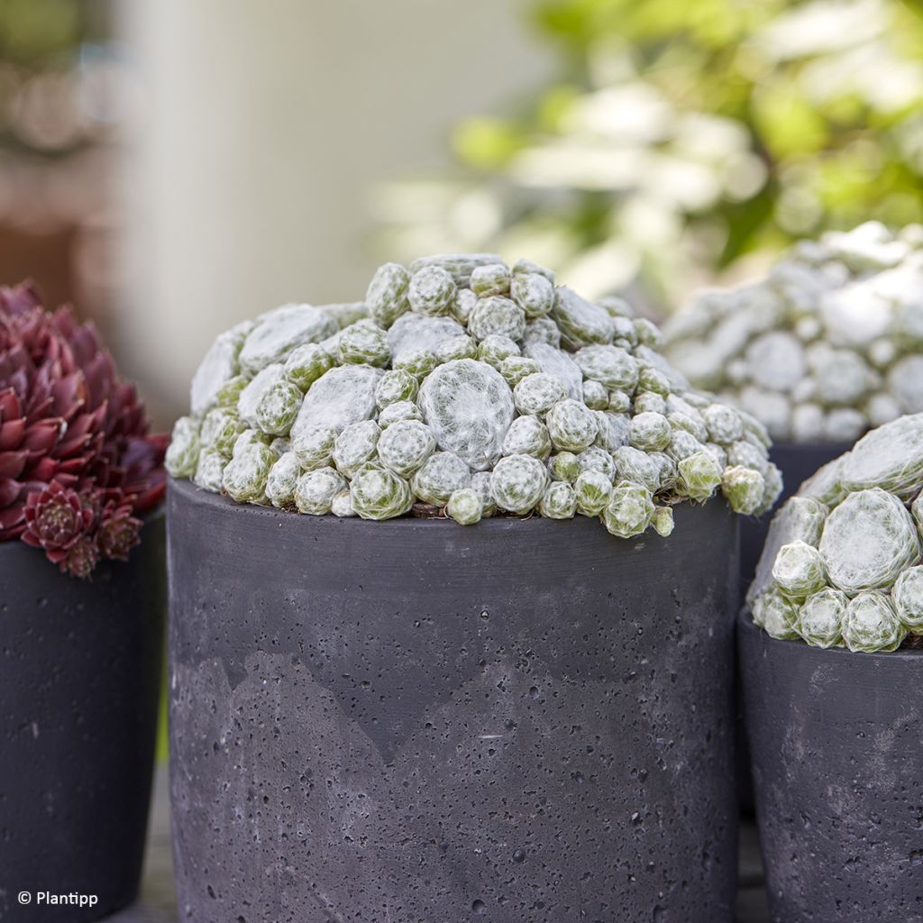 Sempervivum arachnoideum Colorockz Arctic White - Semprevivo ragnateloso