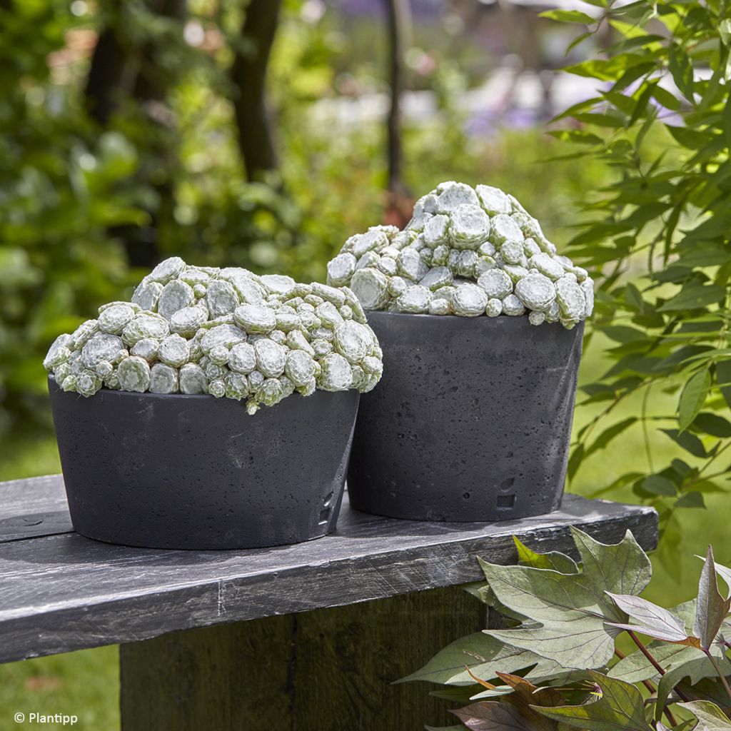 Sempervivum arachnoideum Colorockz Arctic White - Semprevivo ragnateloso