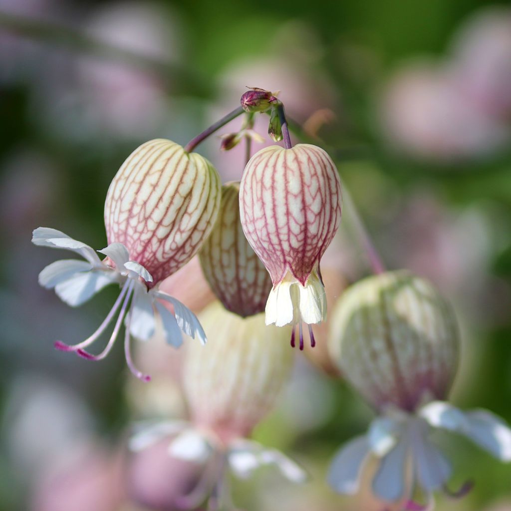 Silene vulgaris - Silene rigonfia