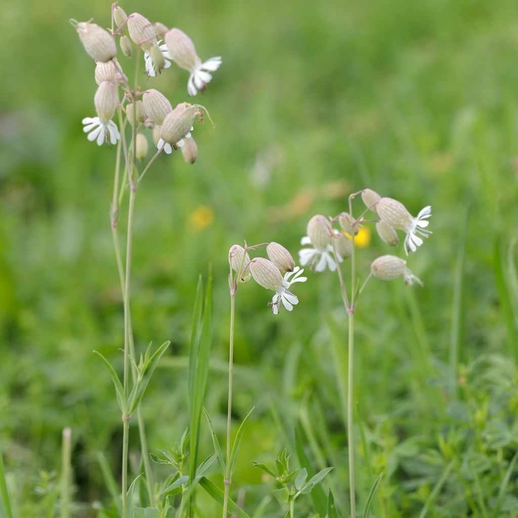 Silene vulgaris - Silene rigonfia