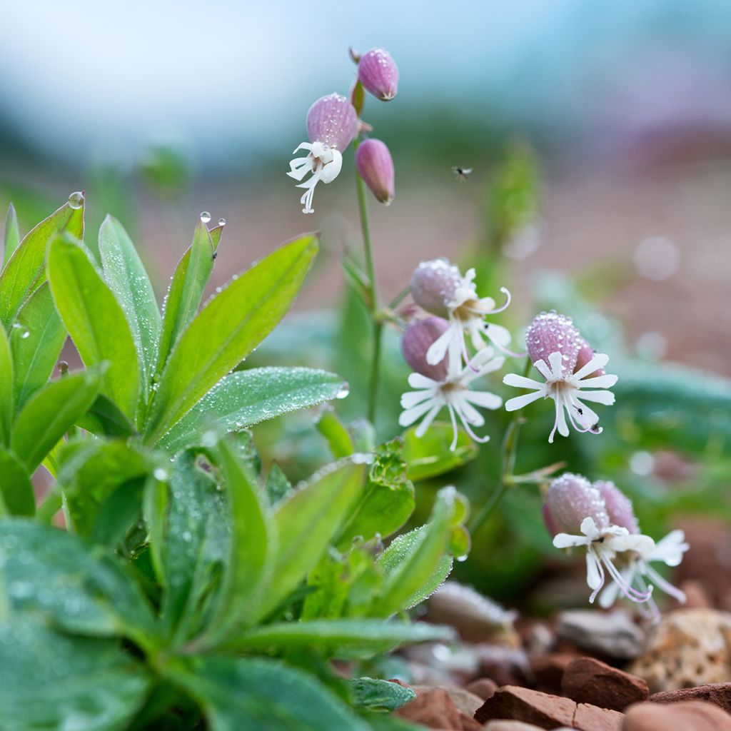 Silene vulgaris - Silene rigonfia