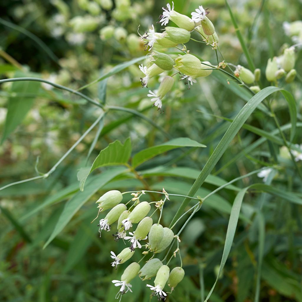 Silene vulgaris - Silene rigonfia