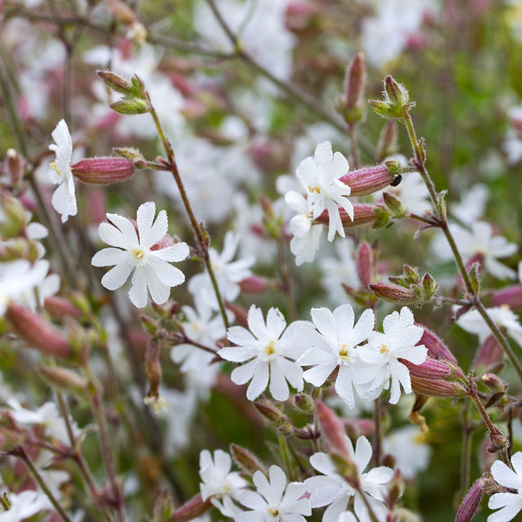 Silene vulgaris - Silene rigonfia