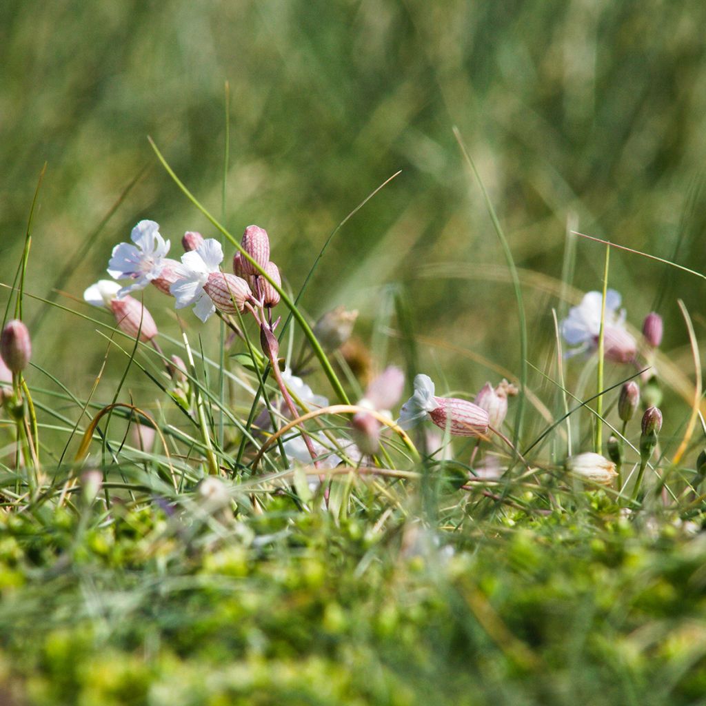 Silene vulgaris - Silene rigonfia